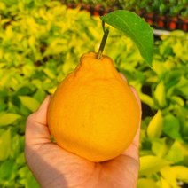 제주 한라봉 선물용 3kg 대과 서귀포한라봉 제주도한라봉 선물 과일, 상세페이지 참조, 상세페이지 참조, 상세페이지 참조