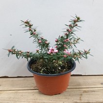 행복한꽃순이 호주매화 한목대