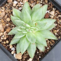 꽃다리 라온마리아금철화 74 다육식물 다육철화 아이만배송