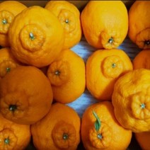 서귀포효돈 고당도 하우스 한라봉 대과 특대과 5kg