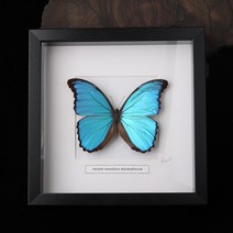 Morpho menelaus 모르포나비 몰포나비 완성액자