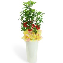 엔젤플라워 인기폭발 공기정화식물 초특가 개업화분 전국꽃배달, A12 만냥금