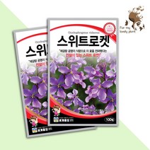 스위트로켓 100립 세계종묘 화훼류 씨앗