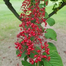 가막살 키120cm 2주 나무 D664