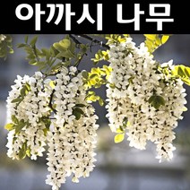 아까시나무 실생3년 뿌리묘 5개/나무 묘목/활엽수/정원용