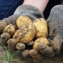 대감댁 국산 못난이감자 알감자 햇감자, 감자 (대) 3kg
