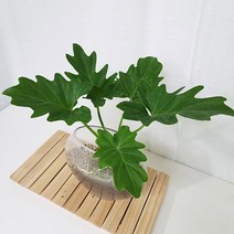 호프셀렘 키우기 쉬운 수경재배식물 홈가드닝 아몬드유리병, 네모화병