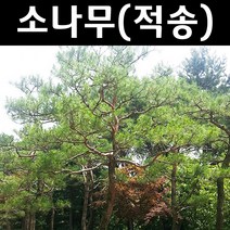 소나무/적송 나무 묘목 키60cm 내외(분) 1개/정원/공원/조경수