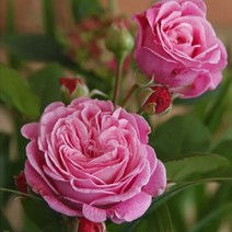 목하원예조경 장미나무 묘목 독일장미 사계정원장미 (로젠그레핀마리앙리에뜨) 개화주, 1개