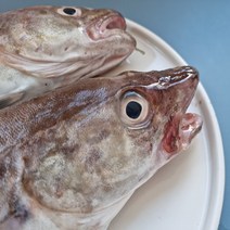 속초 오늘잡아 싱싱한 생대구 자연산 생선 고니 알탕 찜 조림 구이 황대구, 당일조업 자연산 생대구 2미