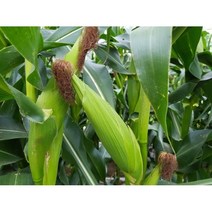 산지직송 괴산 대학찰옥수수 17cm 이상 냉동옥수수 15cm 이상, 냉동찰옥수수20개, 20개