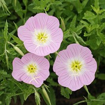 Outsidepride Showy Evening Primrose Flower Seeds - 5000 Seeds null, A) 5000 Seeds, Pink