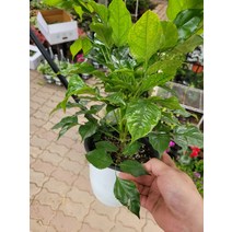 6900 녹보수 중품 30~60cm