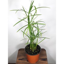 [나랑너랑꽃]사이페러스 - 알테르니폴리우스 (시페루스), 1개