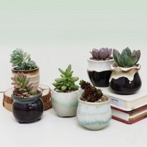 미니화분과 다육식물6종 세트