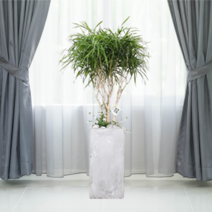 에코플랜트 관엽식물 개업축하화분 거실인테리어 화분배달[서울.경기 평일 당일배송(토요일 오후 일요일 주문건 월요일배송)] <지방배송불가 및 영종도 가평 강화도 배송불가>, 1개, 08. 자바 검정” class=”wr-img”></a></div></p></div></p></div></p></div><div class=