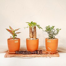 1+1 키우기 쉬운 실내 공기정화식물 선물용 반려식물 14종 바소 토분(+화분받침) 금전수 로즈마리 유칼립투스 율마 고무나무 몬스테라 산세베리아 스투키 파키라, 12_산세베리아, 14_파키라(목대3)