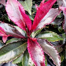 에덴플랜트 홍공작 만냥금 소품 백량금 관엽 미세먼지제거 공기정화 금전식물 열매, 1개