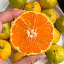 제주 고당도 하우스 감귤, 선물용(선물가방포함)중과 2kg