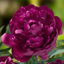 겹꽃작약(피터브랜드)사각포트/묘목/C2967, 1개