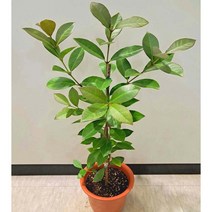 [이삽저삽] 구아바나무화분(키70-80cm내외/6치화분포함) 노랑구아바열매 열대과일나무묘목 식용약용식물 비타민C 엽산함유 관상용