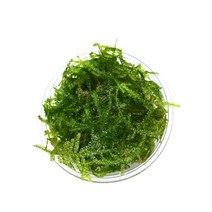 수초)삼각모스 소스1컵 포장-음성활착 어항 수중이끼, 단품