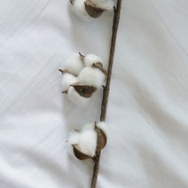 목화 가지(조화)
