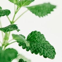 [ 프래그런스오일 ] 아브 델 카데르 - 스피어민트향에 달달한 플로럴향 캔들 디퓨저 석고방향제 프레그런스오일 diy, 1000ml(1L)