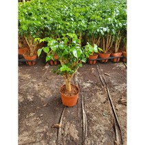 트리앤 대박나무 녹보수 식물 나무 영양제 친환경 살충제 공기정화식물, 02. 녹보수(25c99) 1개