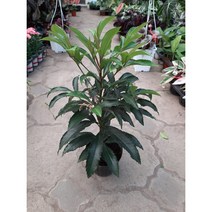 [근이네식물원]만냥금, 1개