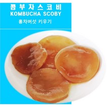콤부차 스코비 KOMBUCHA SCOBY, 기본+유기농마스코바도100g+얼그레이홍차