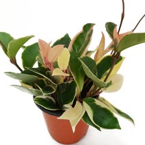 트리앤 호야 나무, 05. 1+1 식물 영양제 1개