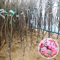 매화나무 4년생 옥매화 오이도 봄꽃나무