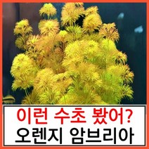 수초하우스) 오렌지 암브리아 12촉