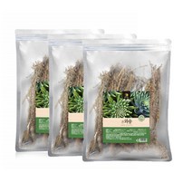 건와송 말린생와송 국내산 100g 3팩, 3개