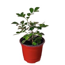 오렌지자스민 소품 향기나는꽃 자스민식물 담콤한향 04