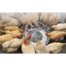 닭사료통 모이통 먹이통 물통 대형 닭용품, 1.50cm 24개홀