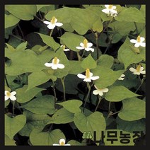 (나무농장) 야생화 어성초(약모밀) 포트 ( 5주묶음 )