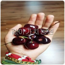 같이가치농원 체리나무 묘목 (라핀 자가수정) 접목1년특묘