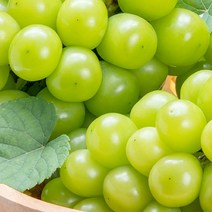 크기 소과 지역 랜덤 상주샤인머스켓 2kg 보관 묘목, 쿠팡 1, 쿠팡 본상품선택