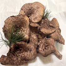 생능이 자연산능이 자연산 능이버섯 국산 능이 500g 1kg 강원도 인제, 냉동(원물) 1kg