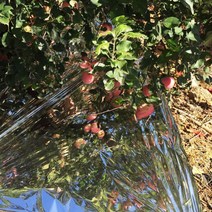 사과 반사 필름 과수원 착색 방수 과일 열매 온실 은박지, 폭0.8m길이200m타공방수 + 1개
