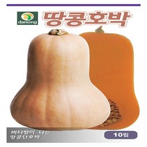 땅콩호박 씨앗 10립