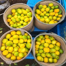 [올레돌밭농원] 23년 제주직송 하우스감귤 1.5kg 2.5kg 4.5kg 가정용, 하우스귤4.5Kg소과