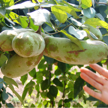 으름나무 특선 삽목2년, 대화대실 삽목2년 포트