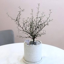 플라랜드 공기정화식물 거실화분 마오리 코로키아 그린 테라조 대리석 백색 원형화분, 마오리 코로키아(그린)_테라조필통(블랙)