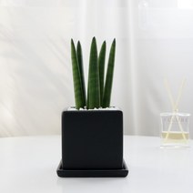 보거스플라워 산세베리아 스투키 사각 원형 미니화분, 1개, 일자소형+사각블랙