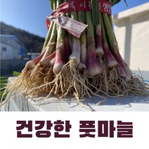 산지의 신선함 통영 노지 풋마늘 1kg