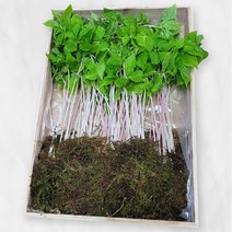 설명절 보모님 선물 국내가 새싹삼 2년생삼 25CM 산(20뿌리), 새싹삼 20뿌리