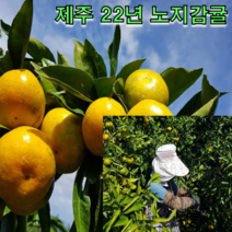 제주 22년 노지감귤 4.5kg 9kg 탱글과육 새콤달콤 조생 감귤 하우스 귤, 제주 햇 노지감귤 9kg 소과